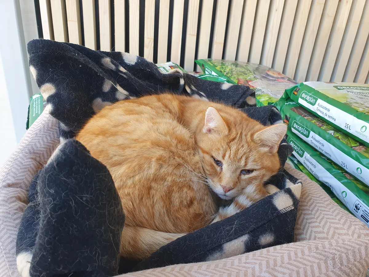 Büsi Chatty vor dem Coop in Bäretswil